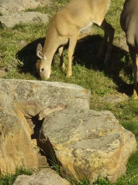 Deer near the cabin