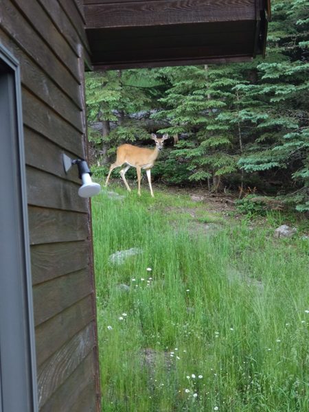 A woodland visitor