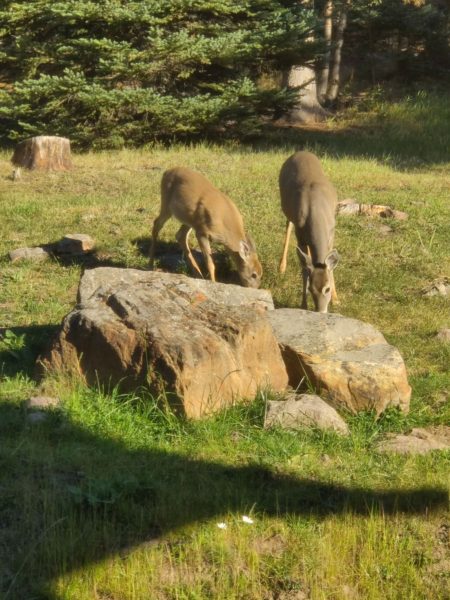 Deer on the hillside