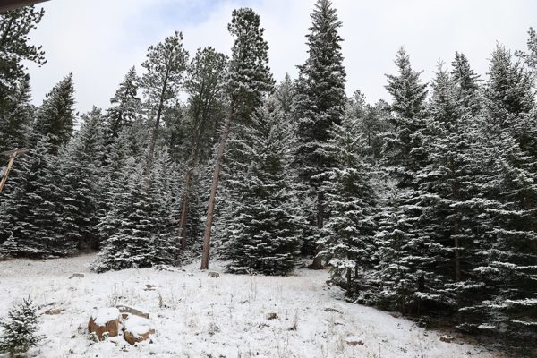 Winter in the trees