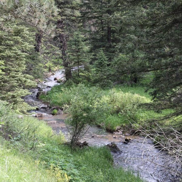 Whitewood Creek