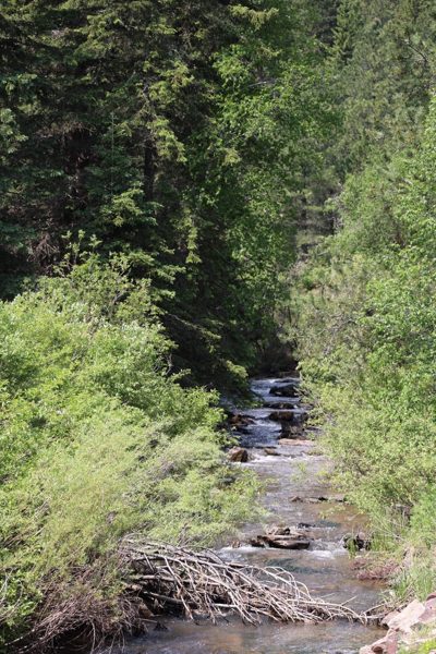 Creek and surrounding greenery